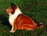 Pretty dog picture